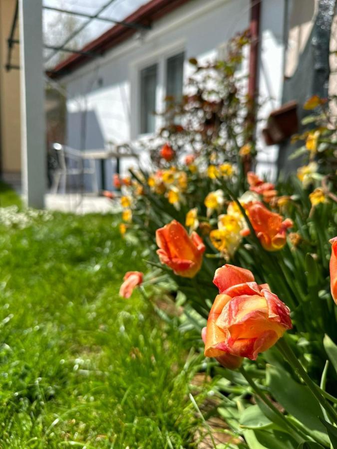Apartmani Emily & Jully Nikšić Zewnętrze zdjęcie